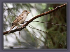 Haussperling - Passer domesticus