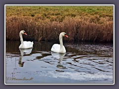 Höckerschwäne Schwanenpaar