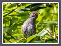 Heckenbraunelle - Jungvogel