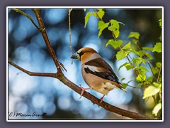 Kernbeisser - Männchen