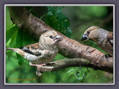 Kernbeisser Jungvogel und Weibchen