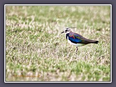 Kiebitz - Vanellus vanellus 