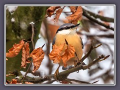 Kleiber auch Spechtmeise genannt