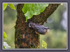 Kleiber im Regen