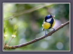 Kohlmeise - größte und häufigte Meisenart