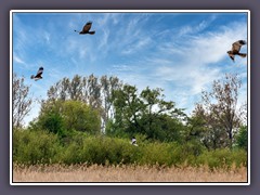 Kornweihen - Circus cyaneus