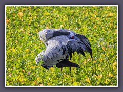 Kranich - Gefiederpflege