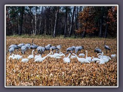 Kraniche  und  Singschwäne
