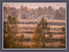 Kraniche im Huvenhoopsmoor
