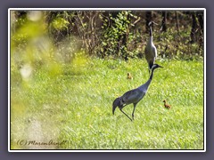 Kranichfamilie - Brutvogel im Teufelsmoor