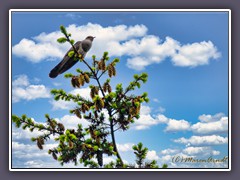 Kuckuck - Cuculus canorus