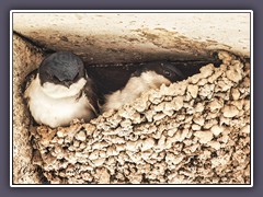 Mehlschwalben - Delichon urbicum