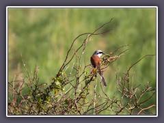 Neuntöter - Lanius collurio - Männchen