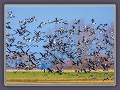 Nonnengänse - Branta leucopsis