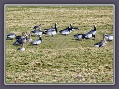 Nonnengänse auch Weisswangengänse genannt