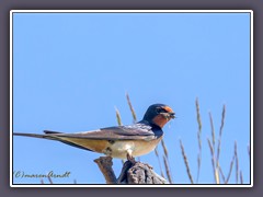 Rauchschwalbe - Hirundo rustica