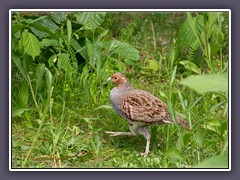 Rebhuhn - Perdix perdix