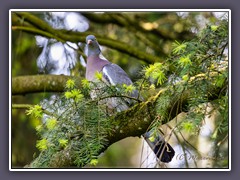Ringeltaube - Columba palumbus