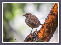 Rotkehlchen - Jungvogel