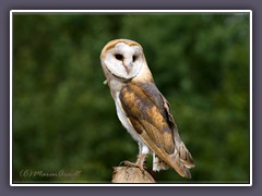 Schleiereule - Tyto alba