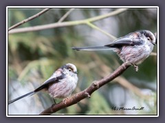 Schwanzmeisen - Aegithalos caudatus