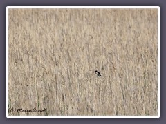 Schwarzkehlchen - Saxicola rubicola