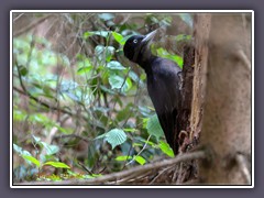 Schwarzspecht - Weibchen - Dryocopus martius