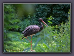 Schwarzstorch - Ciconia nigra