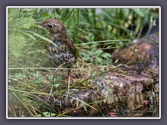 Singdrossel - Jungvogel