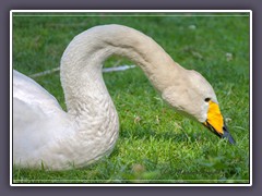 Singschwan - Cygnus cygnus