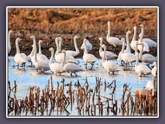 Singschwäne - Wintergäste