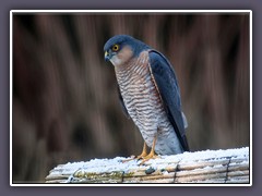 Sperber Männchen - Accipiter nisus