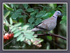 Türkentaube - Streptopelia decaocto