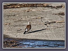 Wacholderdrossel -T urdus pilaris -  Wintergast