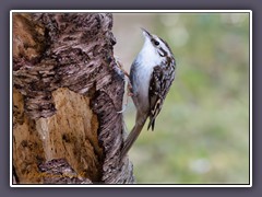Waldbaumläufer  - Certhia familiaris