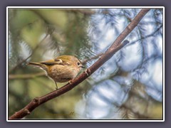 Wintergoldhähnchen - Regulus regulus