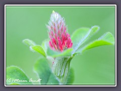 Blutklee -Trifolium incarnatum