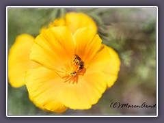 California Poppies -Eschscholzia californica - Kalifornischer Mohn