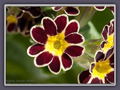 Hohe Schlüsselblume - Waldsschlüsselblume -  Primula-elatior