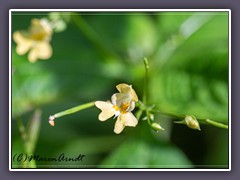 Kleines Springkraut - Impatiens parviflora