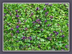 Wiese - Kleine Braunelle - Prunella vulgaris - BLume  des Jahres 2023