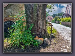 Fischerhude - Mächtige Eiche am Dieker Ort - vom Pilz befallen