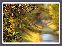 Apfelernte am Hamme Oste Kanal - Fotopainting