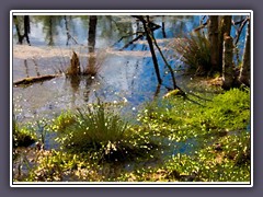 Frühling im Moor