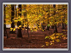 Herbst im Buchenwald