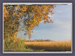 Maisfelder im Herbst