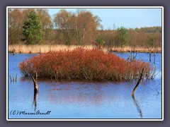 Moorimpressionen