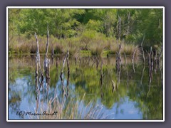 Natur pur im Königsmoor