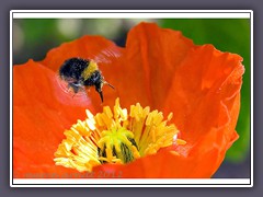 Ackerhummel - Bombus pascuorum