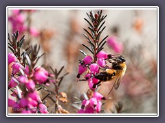 Andrena-praecox-Sandbiene